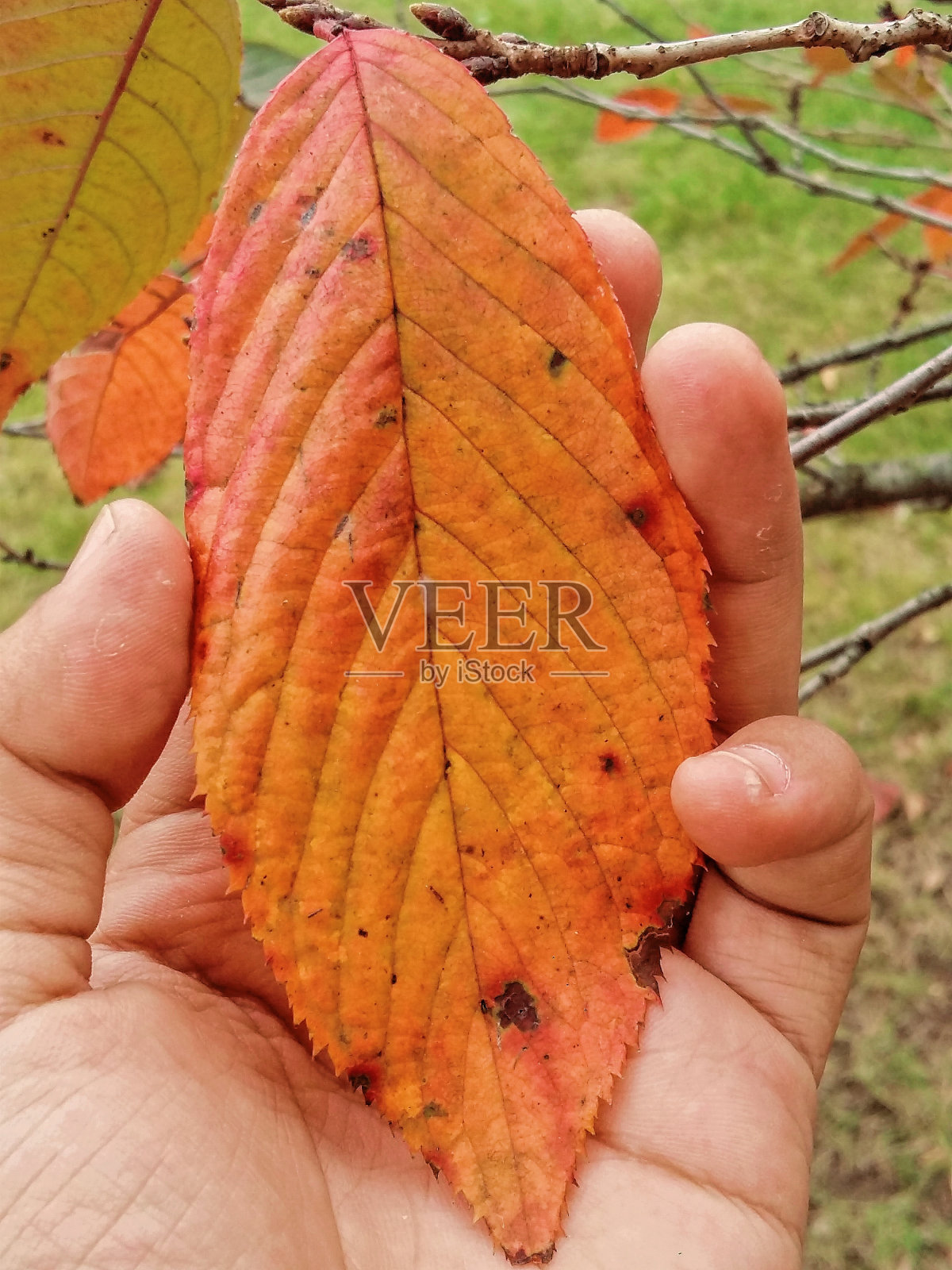 一只手正从树枝上直接抓着一片秋叶。特写镜头。照片摄影图片