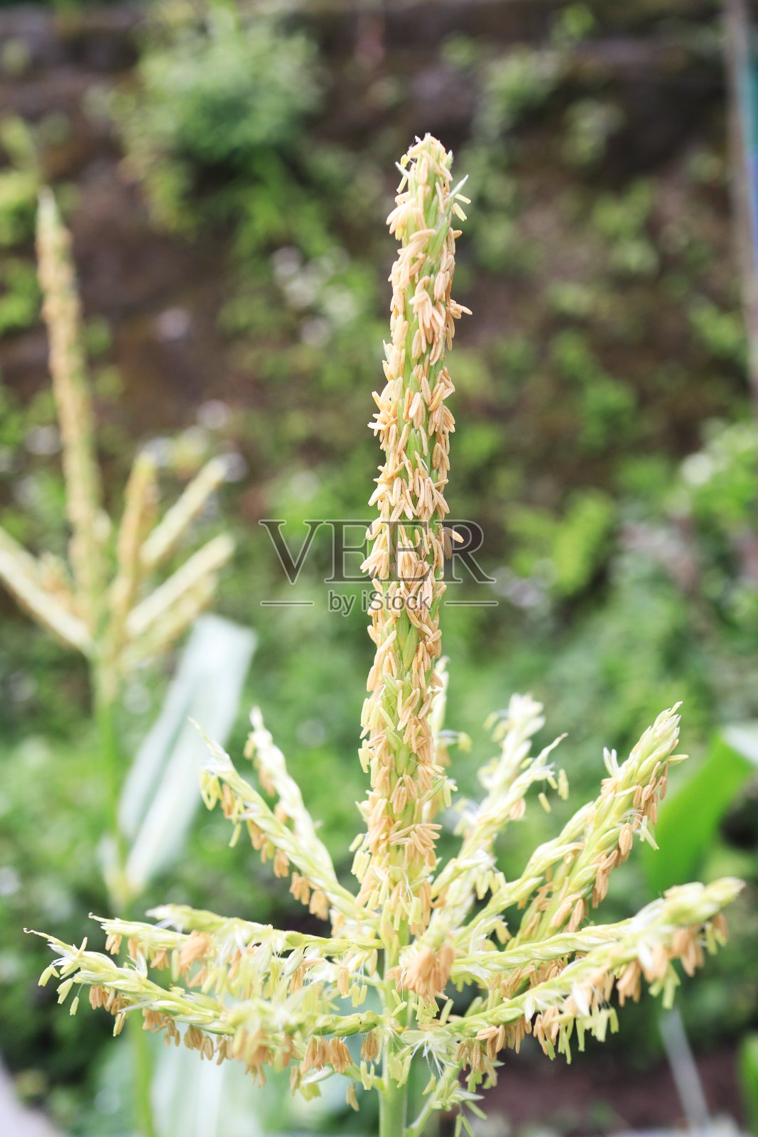 玉米花粉照片摄影图片