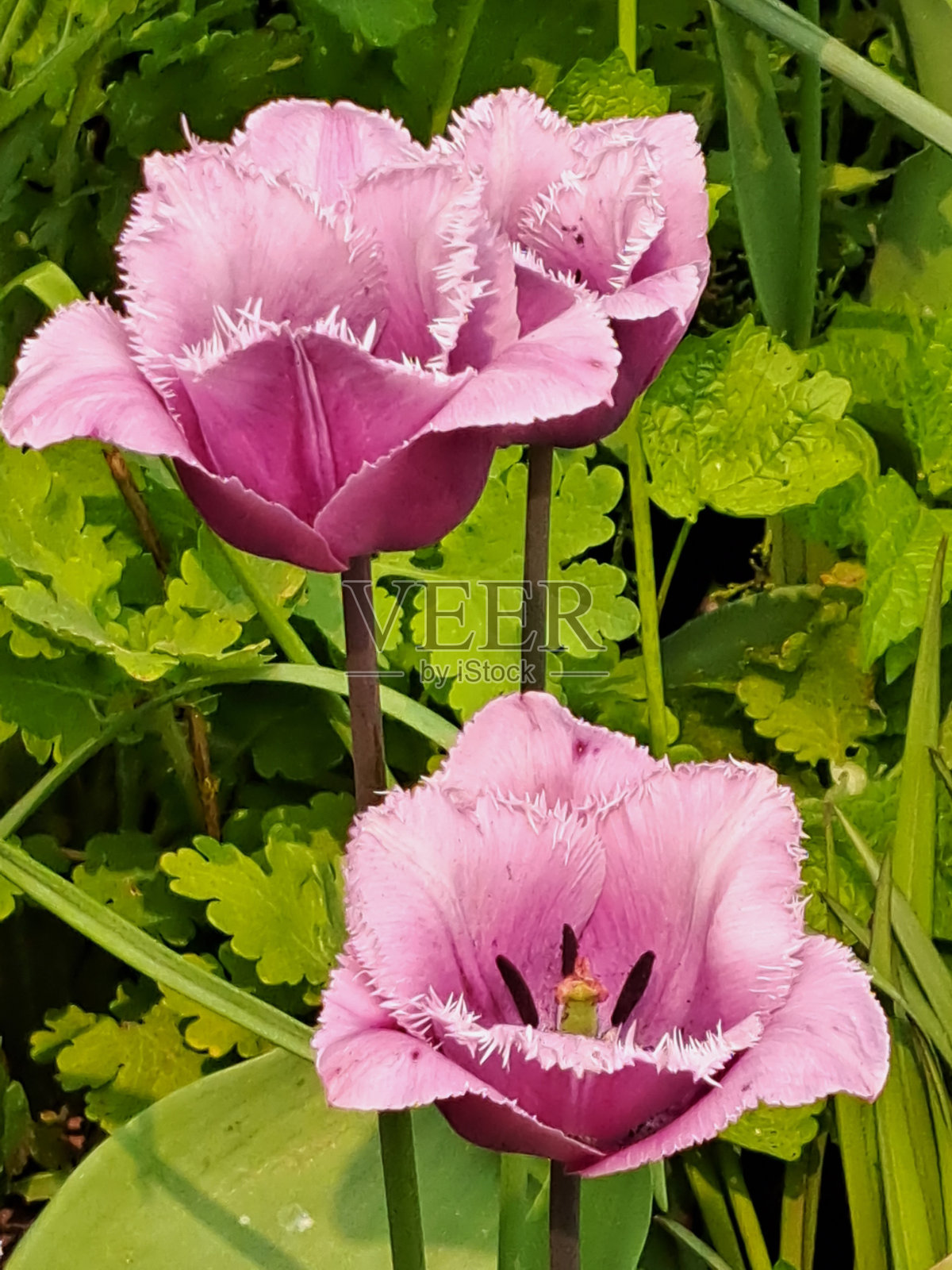 紫色流苏郁金香照片摄影图片