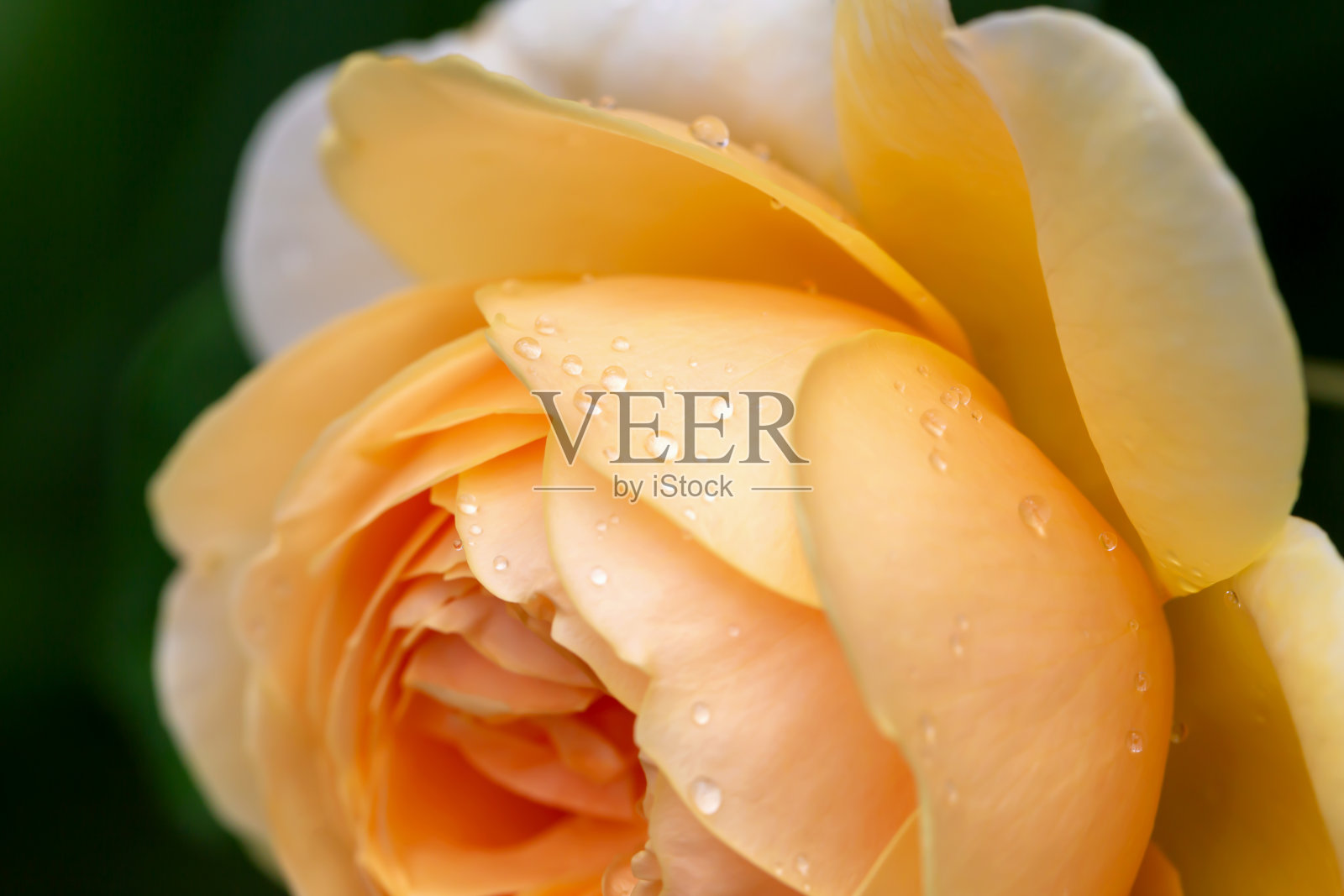 大杏子从旁边滴下来照片摄影图片