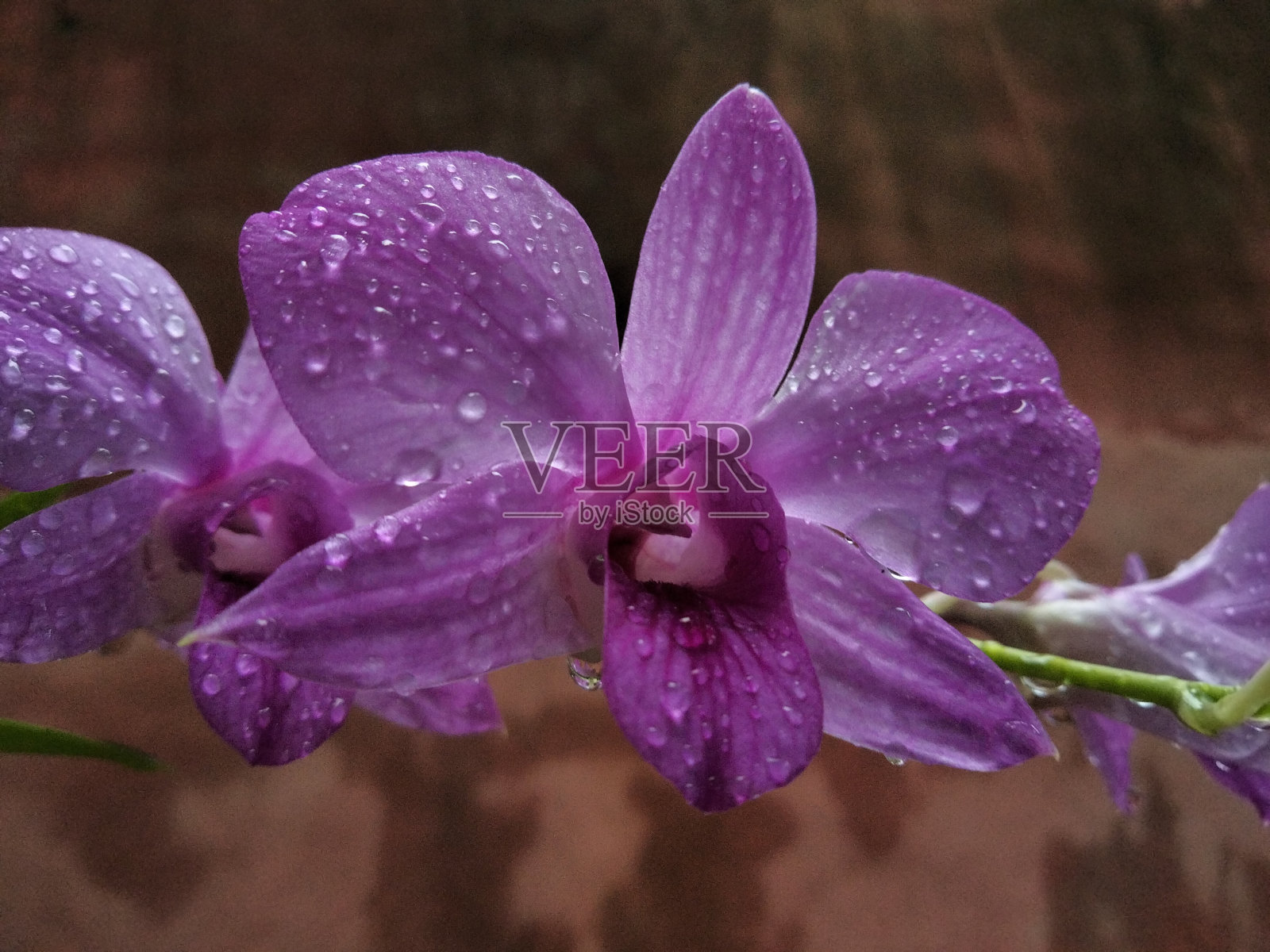 兰花的花照片摄影图片
