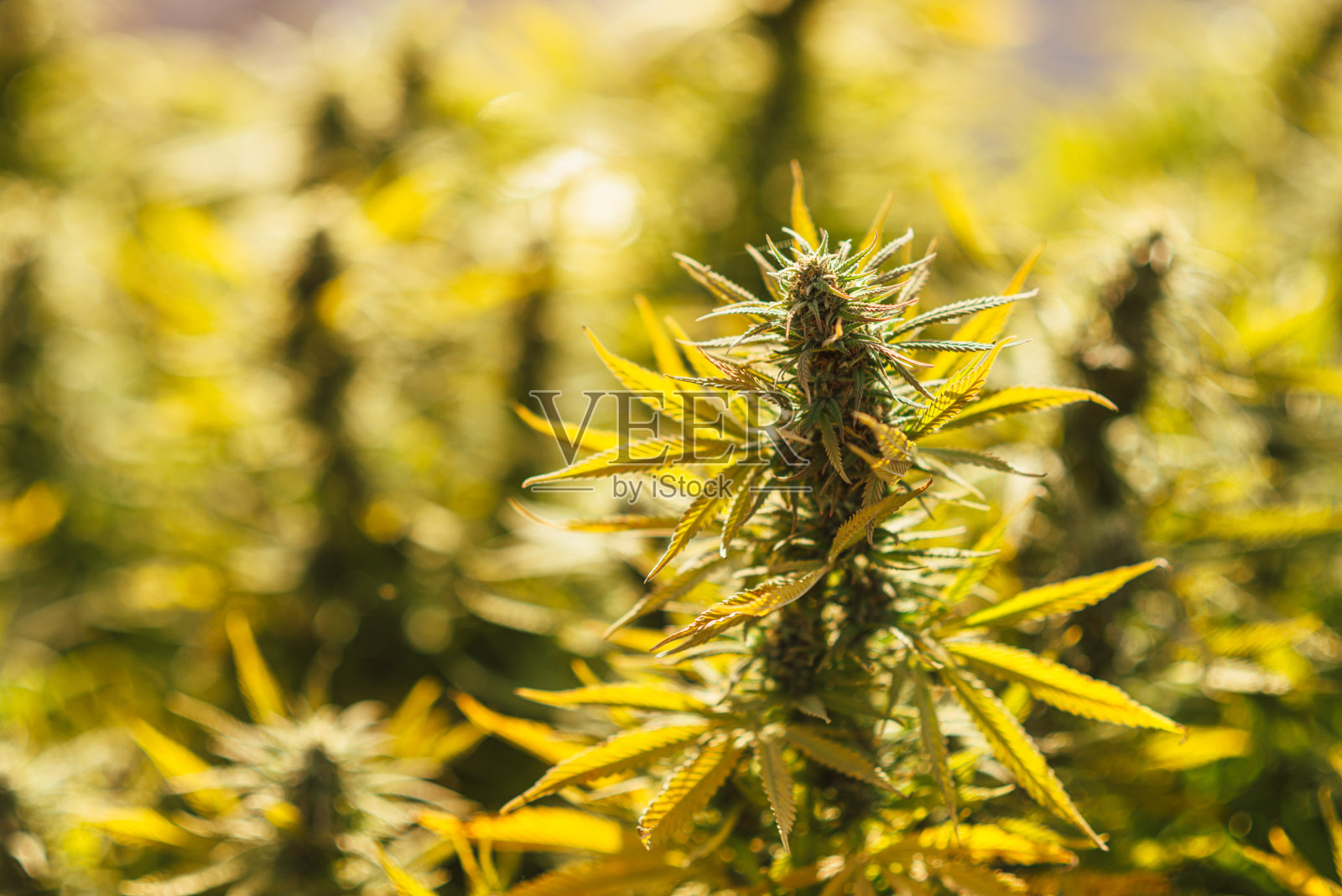 大麻田大麻照片摄影图片