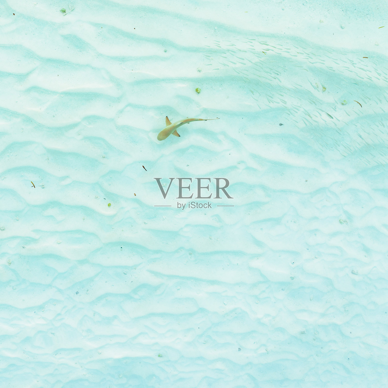 小鲨鱼在鱼群中游泳的鸟瞰图照片摄影图片