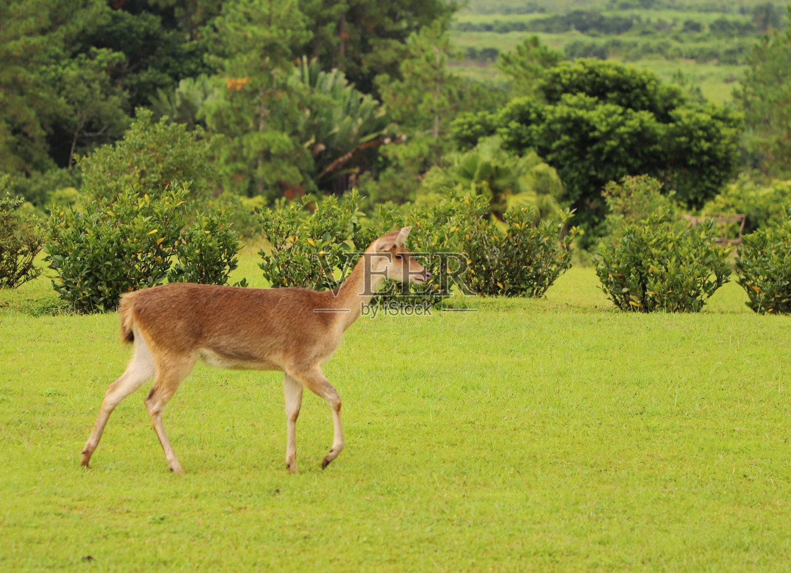 非洲印度洋，毛里求斯，Bois Cheri茶园的鹿照片摄影图片