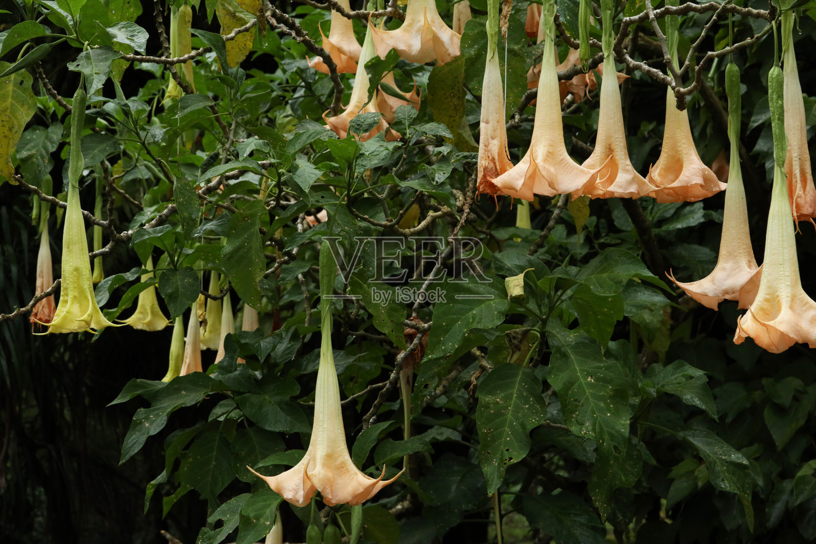 在毛里求斯，印度洋，非洲开花曼陀罗照片摄影图片