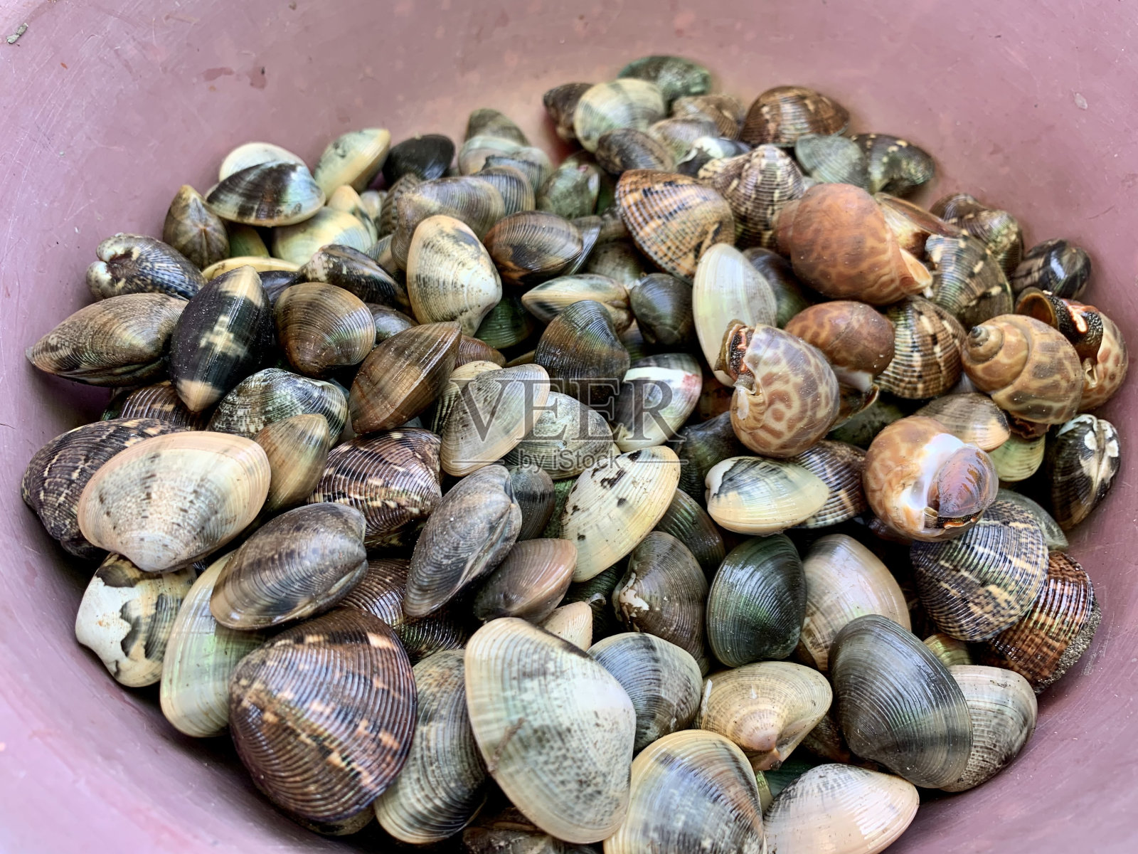 刚采的帕洛德蛤(有沟槽的地毯壳)。照片摄影图片