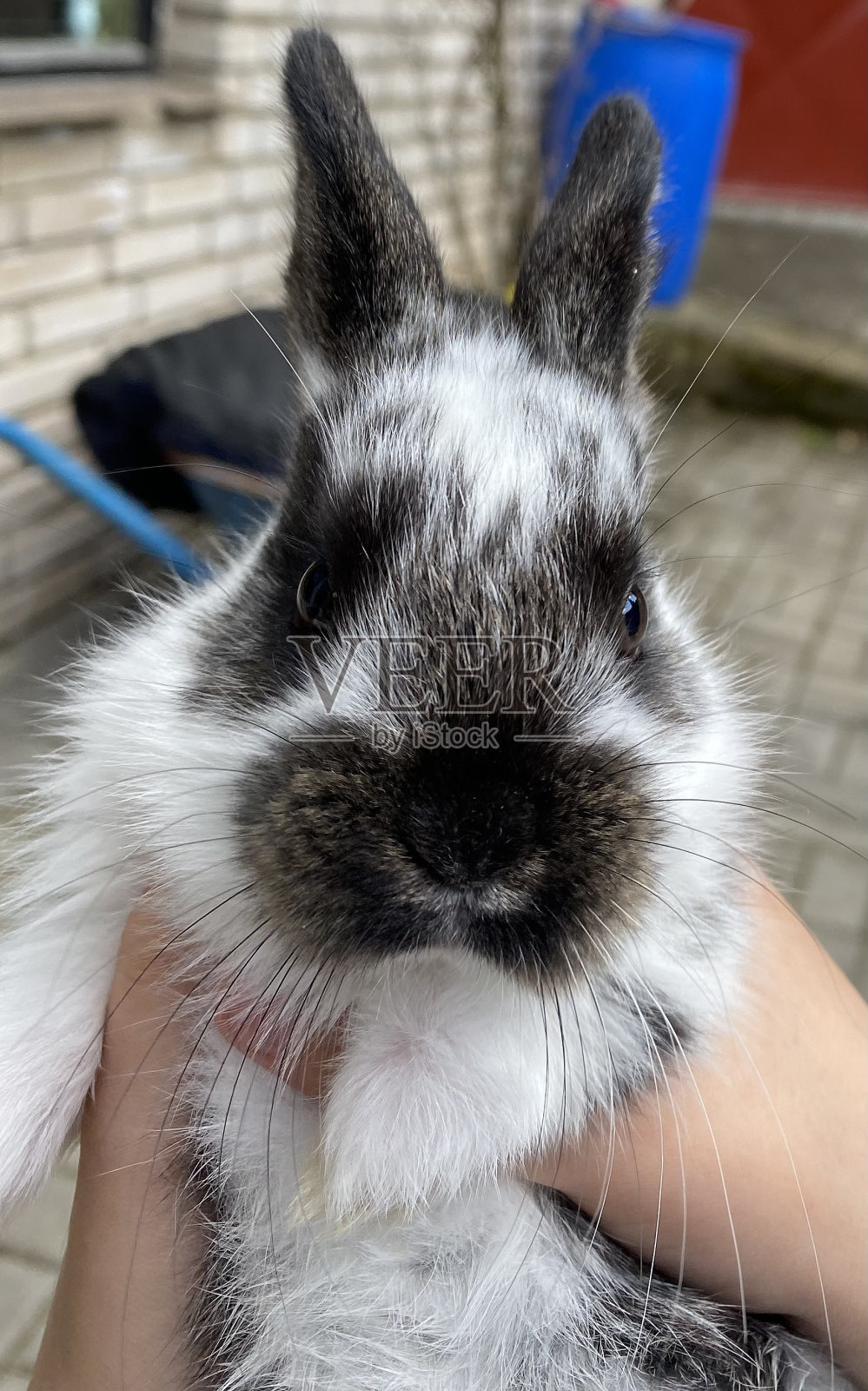 小黑白兔，小兔。靠近点，耳朵，胡须。照片摄影图片