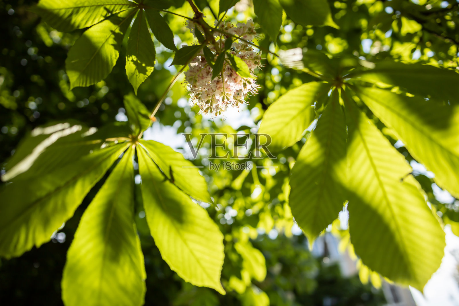 春天的栗树照片摄影图片