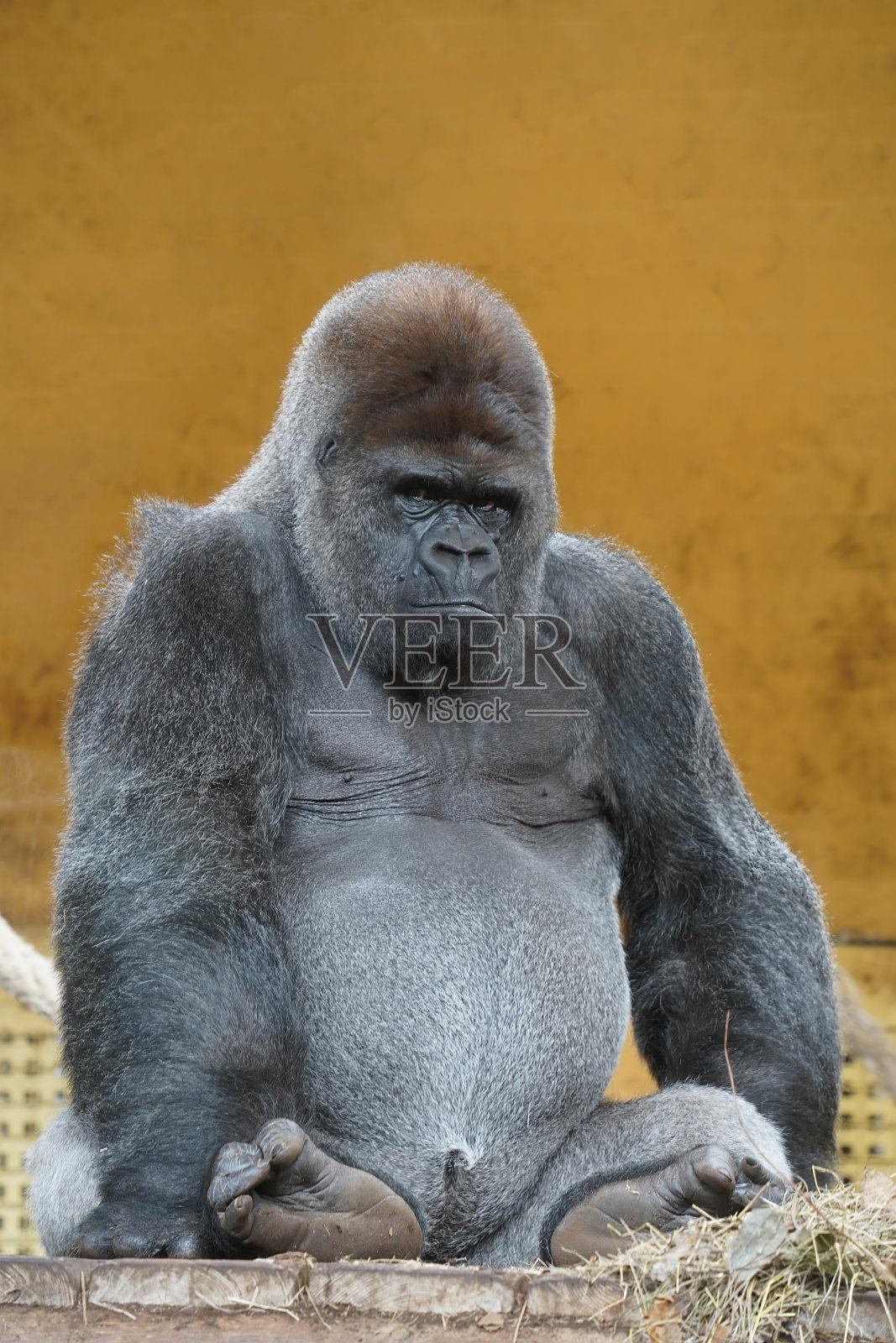 强大而雄伟:一只圈养的银背大猩猩的肖像照片摄影图片