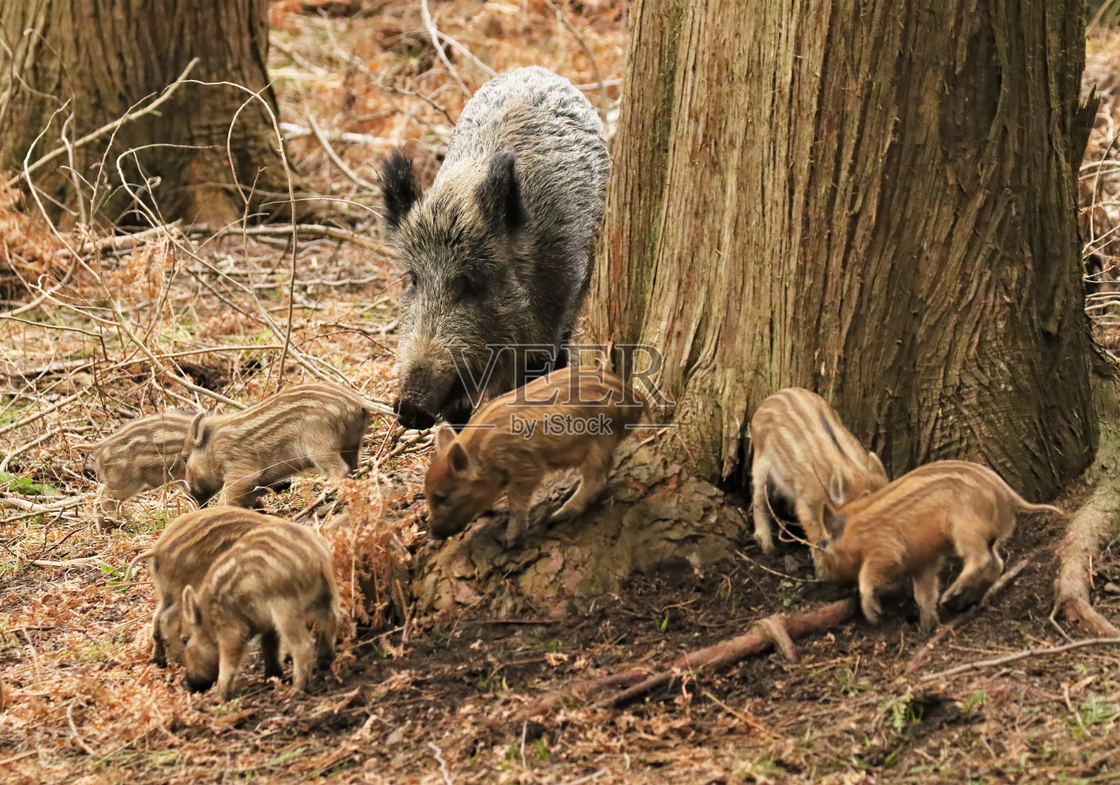 野猪和骗子在迪恩森林里被抓照片摄影图片