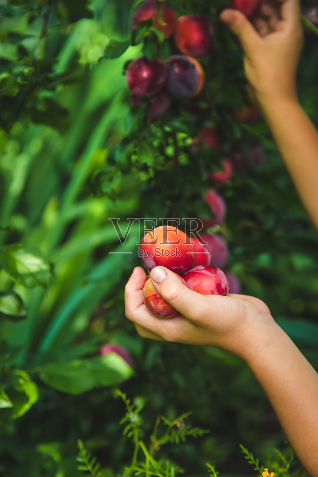 孩子正在花园里摘李子。有选择性的重点。照片摄影图片
