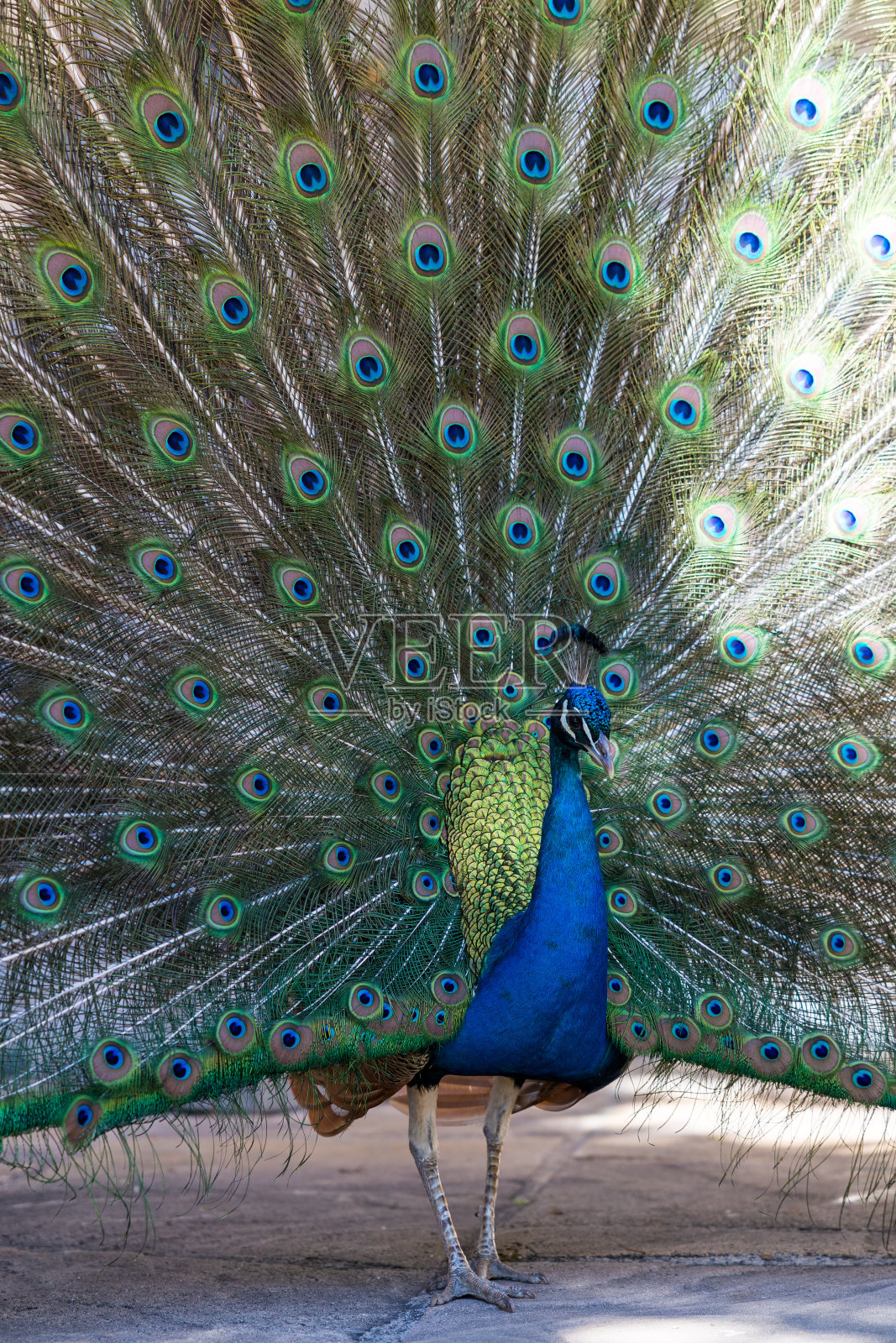 一只蓝色的雄孔雀正在展示他令人印象深刻的羽毛照片摄影图片