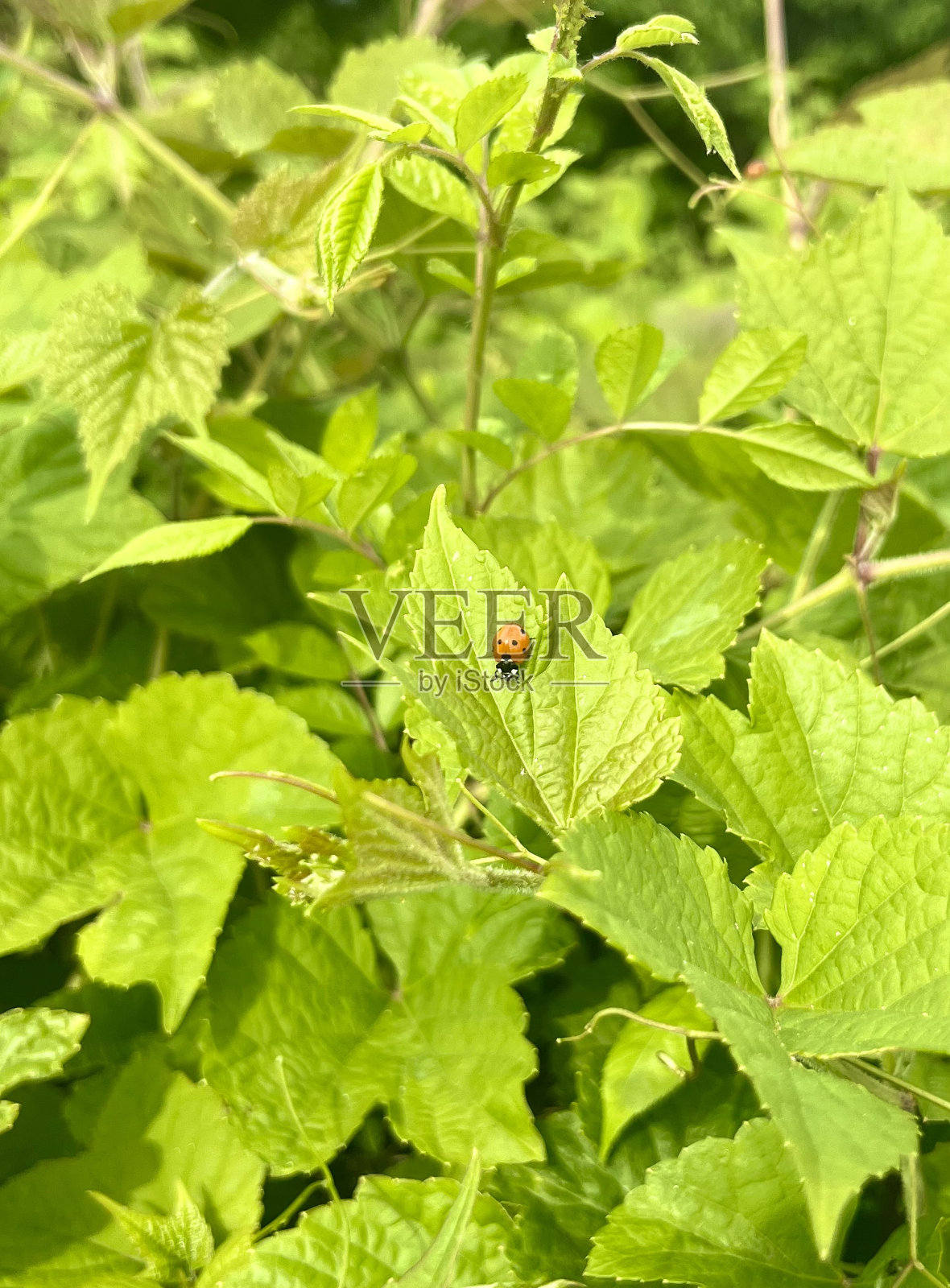 瓢虫照片摄影图片