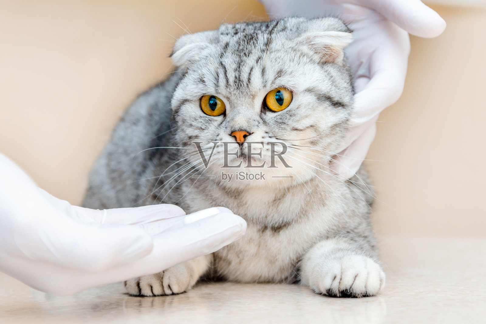 兽医给动物用药。给一只灰色的苏格兰折耳猫一片白色的药片。动物用药的概念，驱虫药，兽药。特写。照片摄影图片