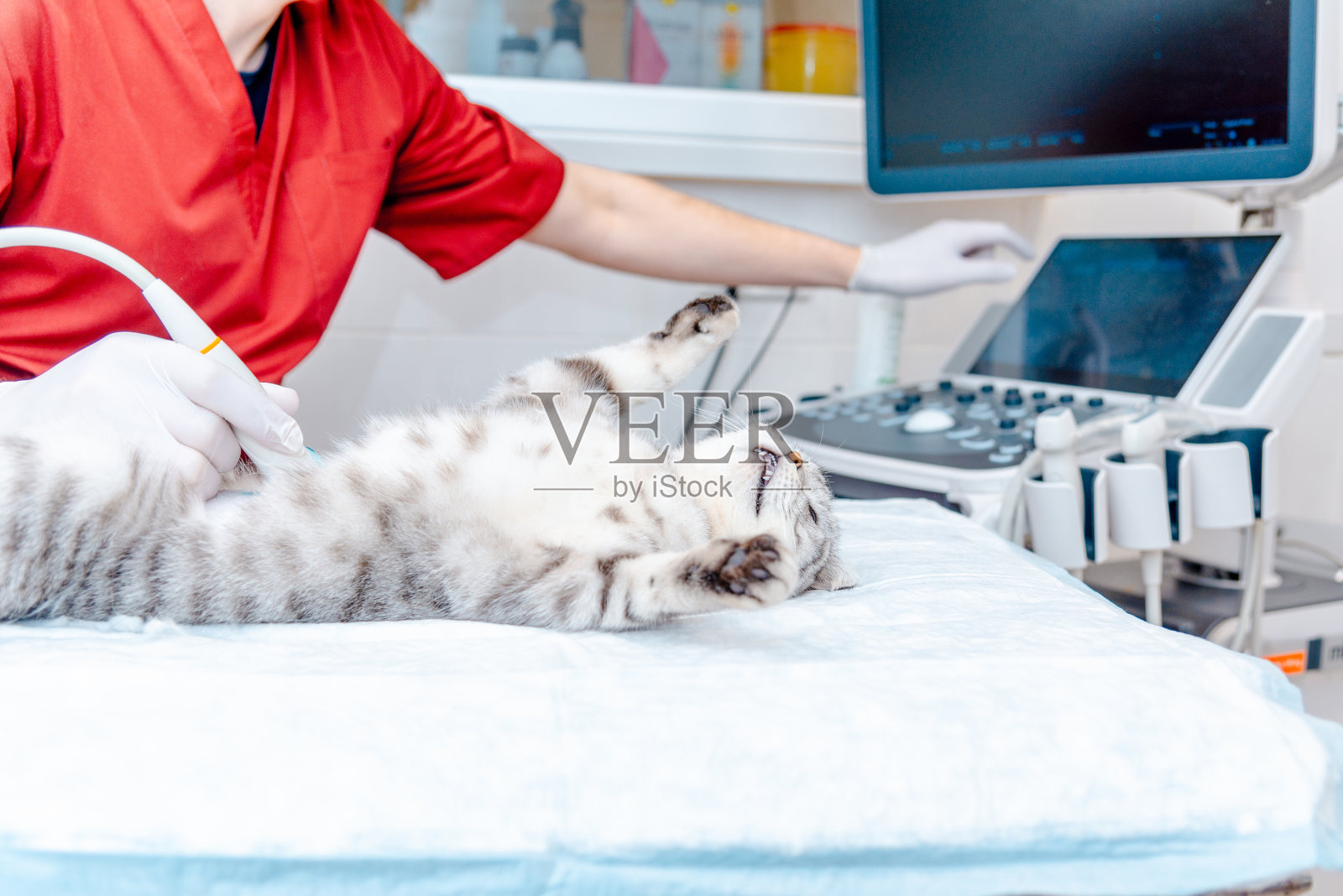 一只小灰猫在兽医诊所接受超声波检查。躺在桌子上的苏格兰折耳猫。医疗设备，监视器在后台。照片摄影图片