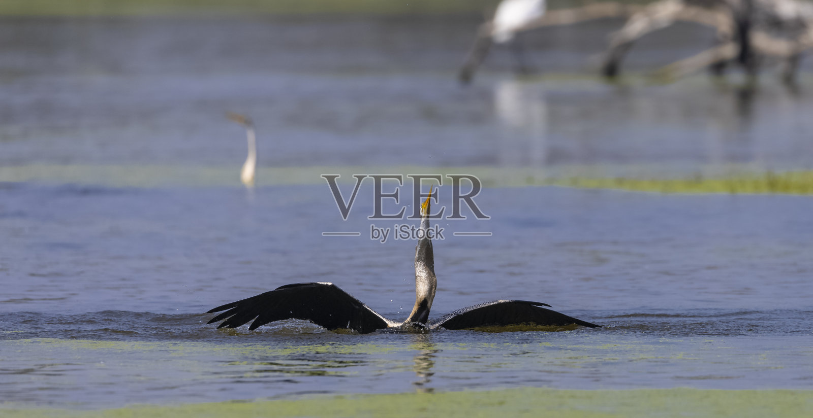 东方镖鱼照片摄影图片