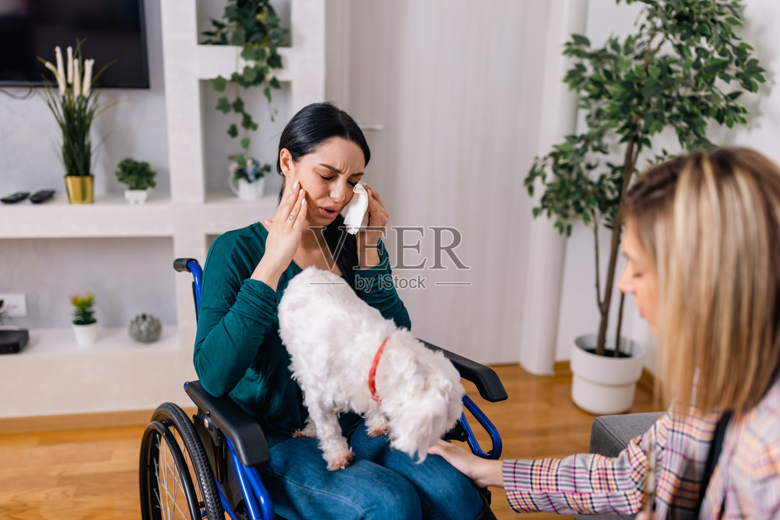 坐在轮椅上的年轻女子在她的心理治疗师的支持下与她的治疗犬建立了牢固的联系照片摄影图片