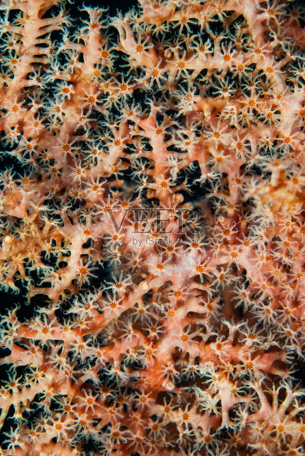 有开放息肉的海扇照片摄影图片