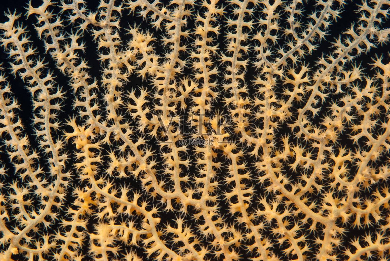 有开放息肉的海扇照片摄影图片