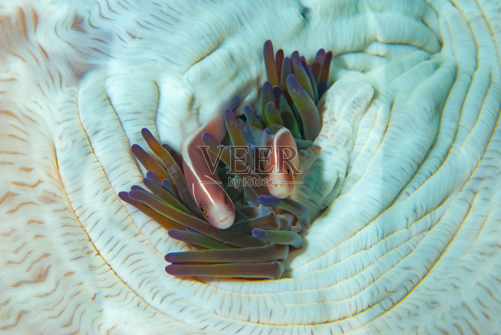 粉红海葵鱼两栖类照片摄影图片