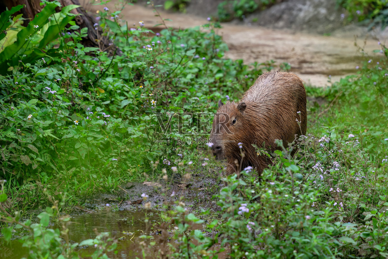 水豚，地球上最大的啮齿动物照片摄影图片
