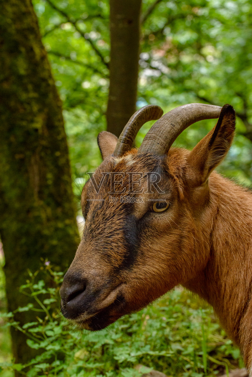 法国的山羊照片摄影图片