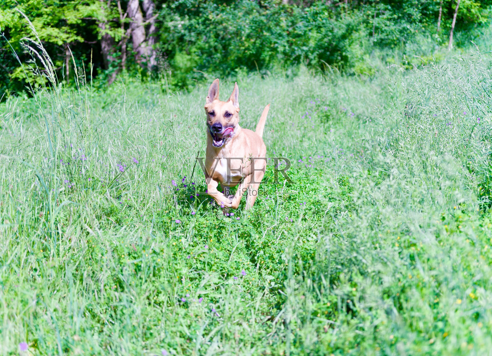 比利时玛利诺犬在行动照片摄影图片