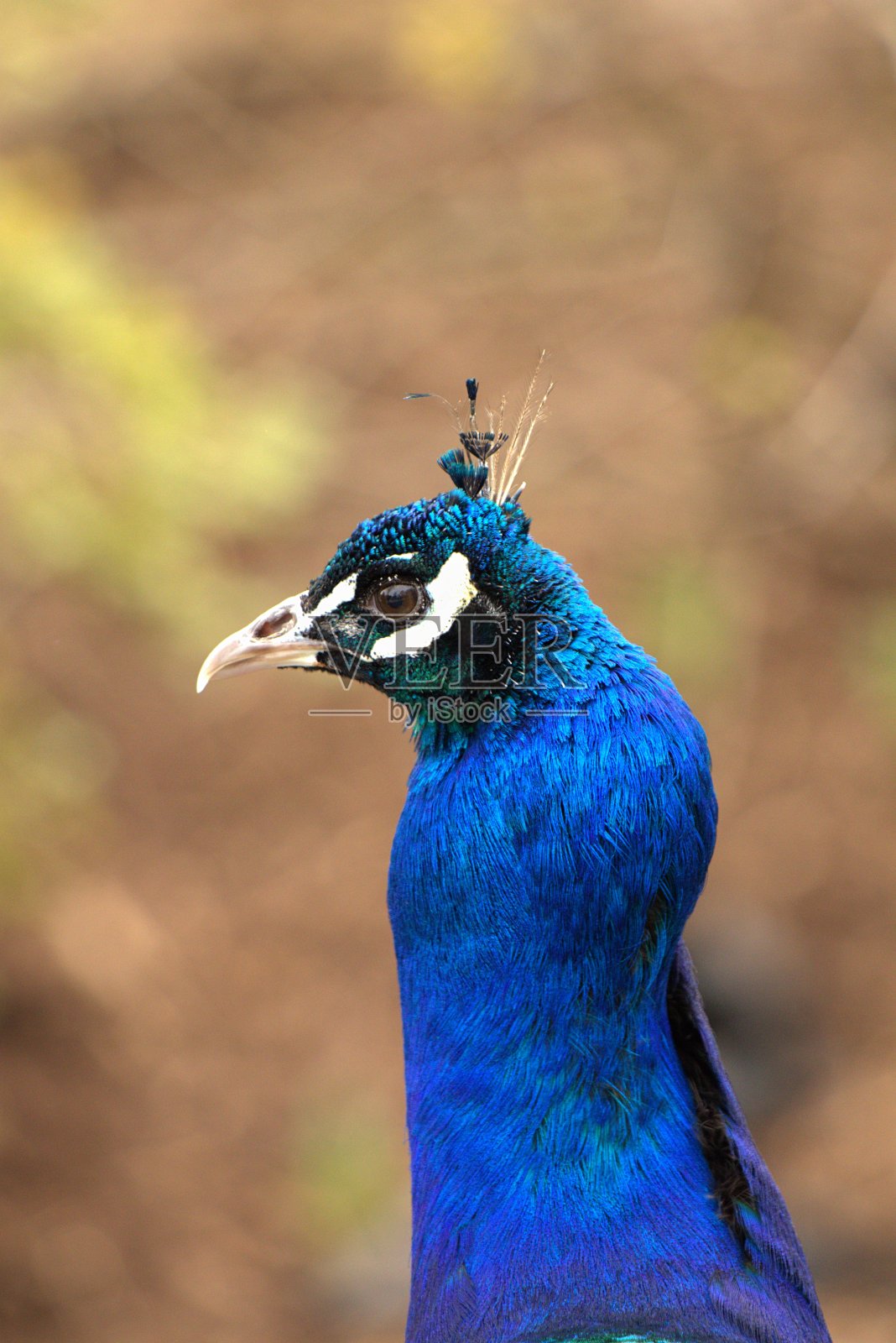 一只雄性印度孔雀展示他明亮的蓝色颈部羽毛。照片摄影图片