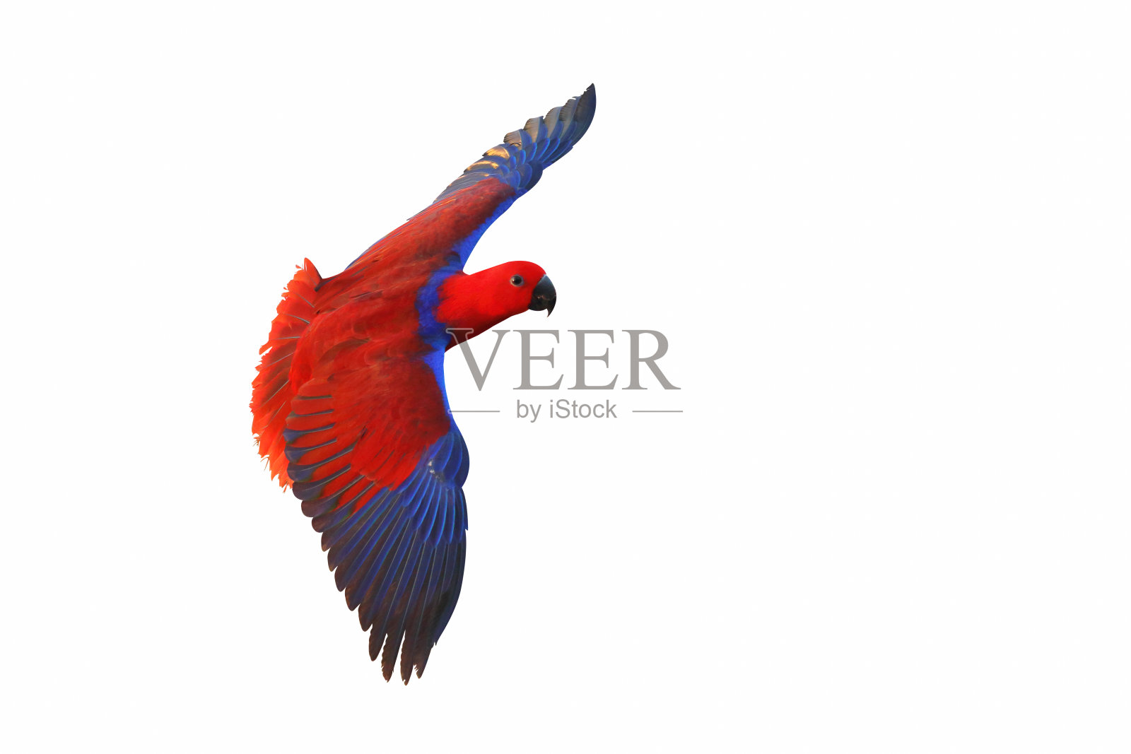 鹦鹉照片摄影图片