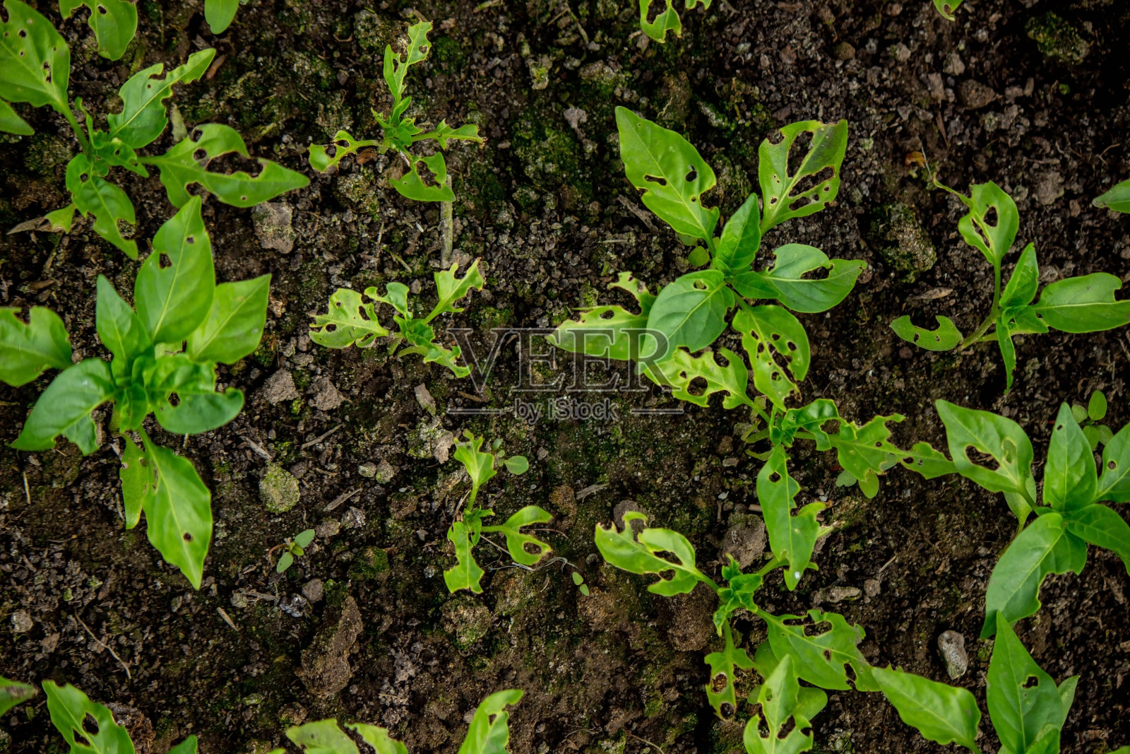 辣椒苗被虫子吃掉了。照片摄影图片
