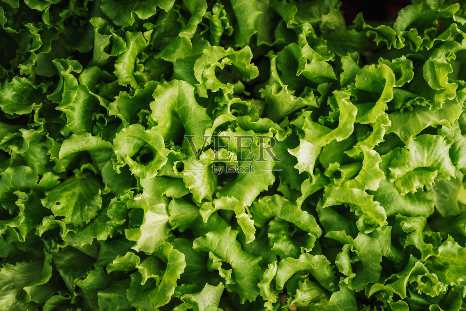 新鲜生菜的特写照片摄影图片