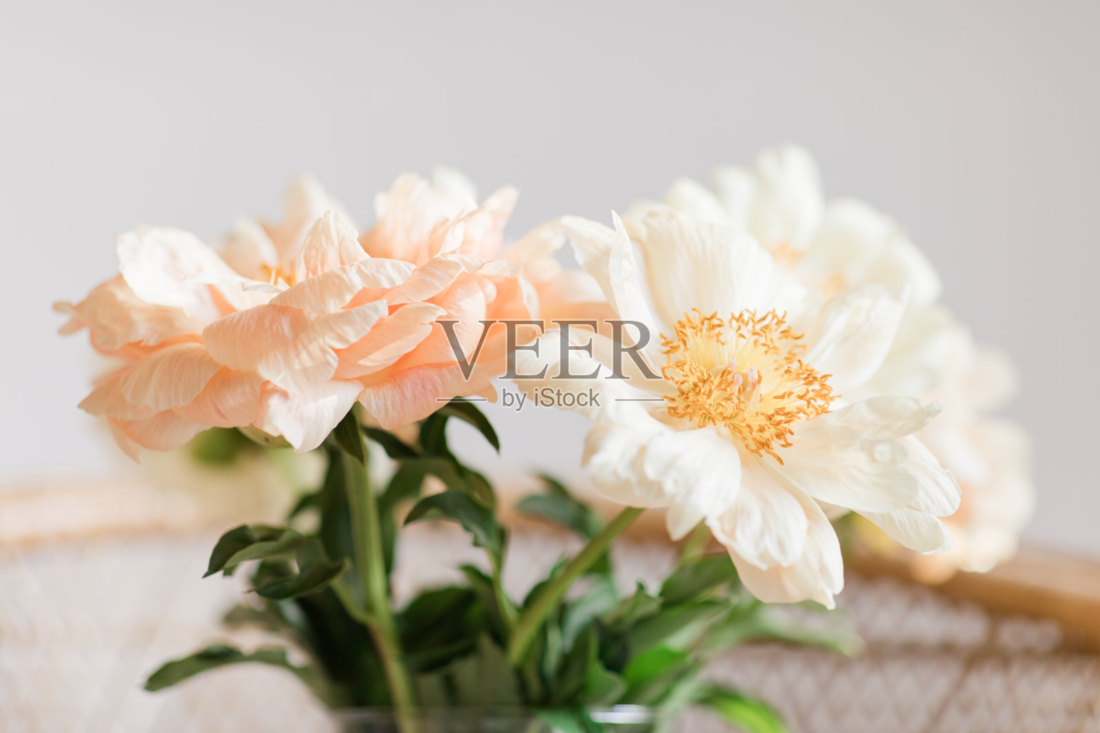 奶油淡粉色牡丹花盛开在一个复古藤椅与中性色的背景和复制空间照片摄影图片