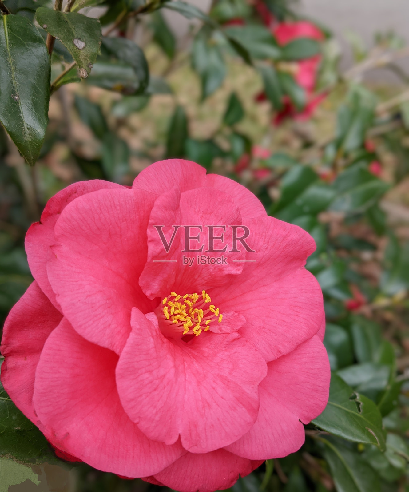 粉红色的花照片摄影图片