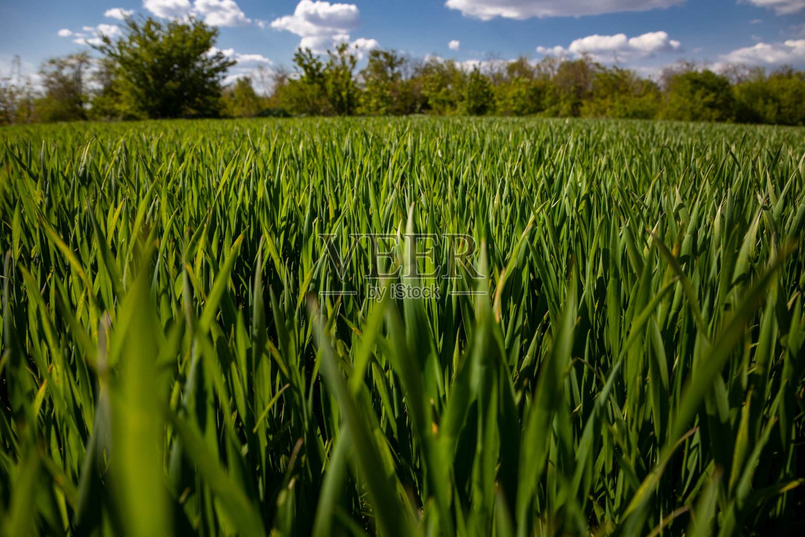 春日碧蓝天空下绿草的纹理。照片摄影图片