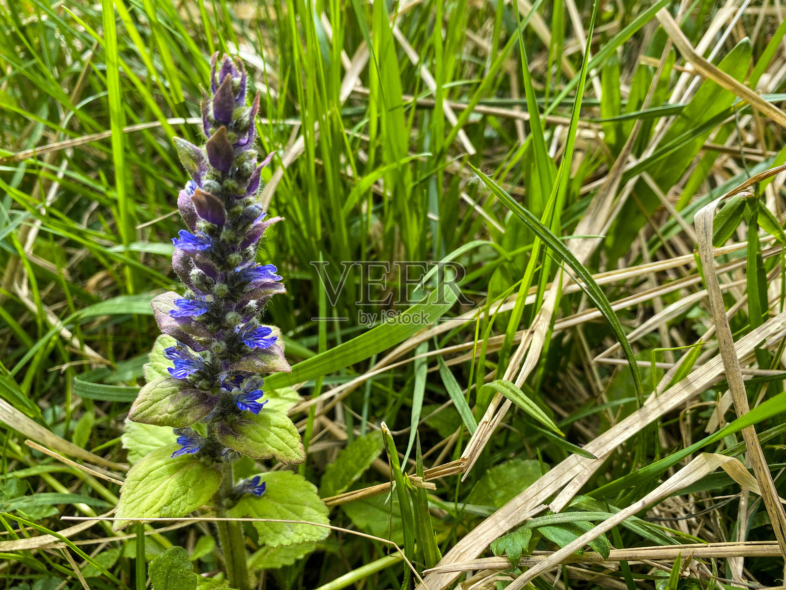 春天里森林里的毛缕草。照片摄影图片