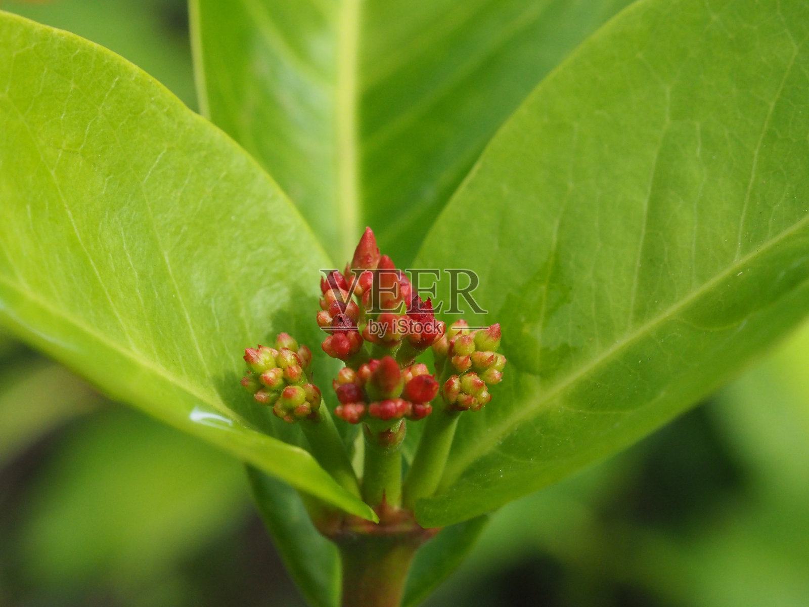 西印度茉莉花，开始在花园里绽放。照片摄影图片