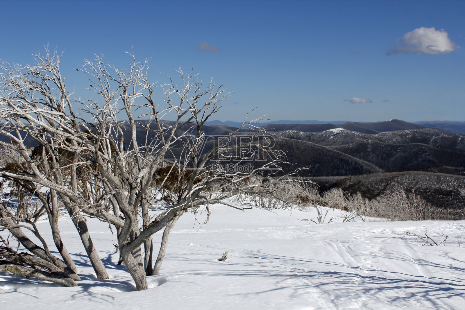 雪中的阳光树照片摄影图片