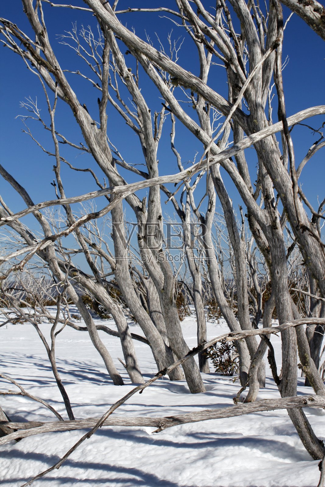 雪中阳光照耀的树木照片摄影图片