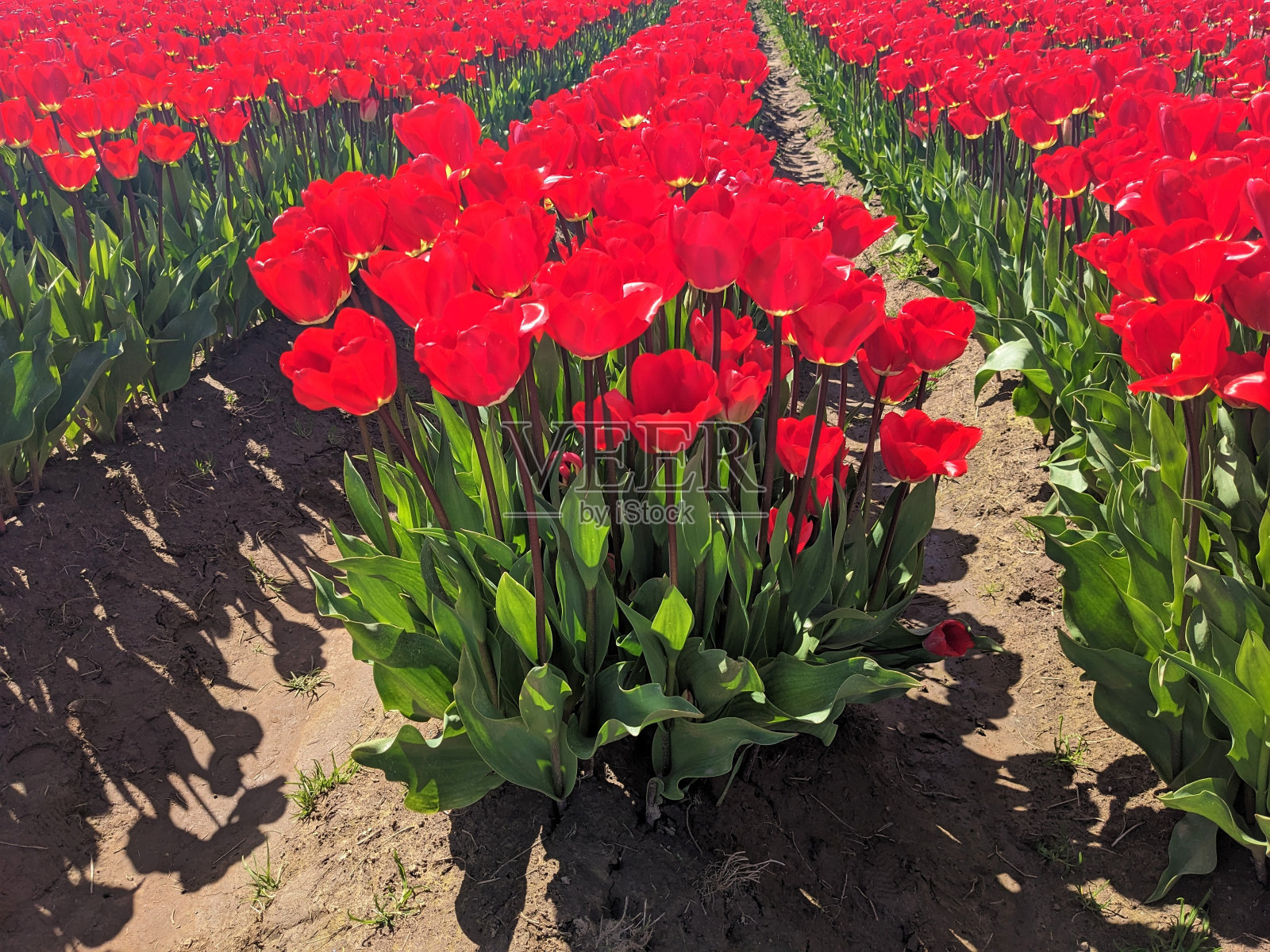 向下看一排鲜红色的郁金香照片摄影图片