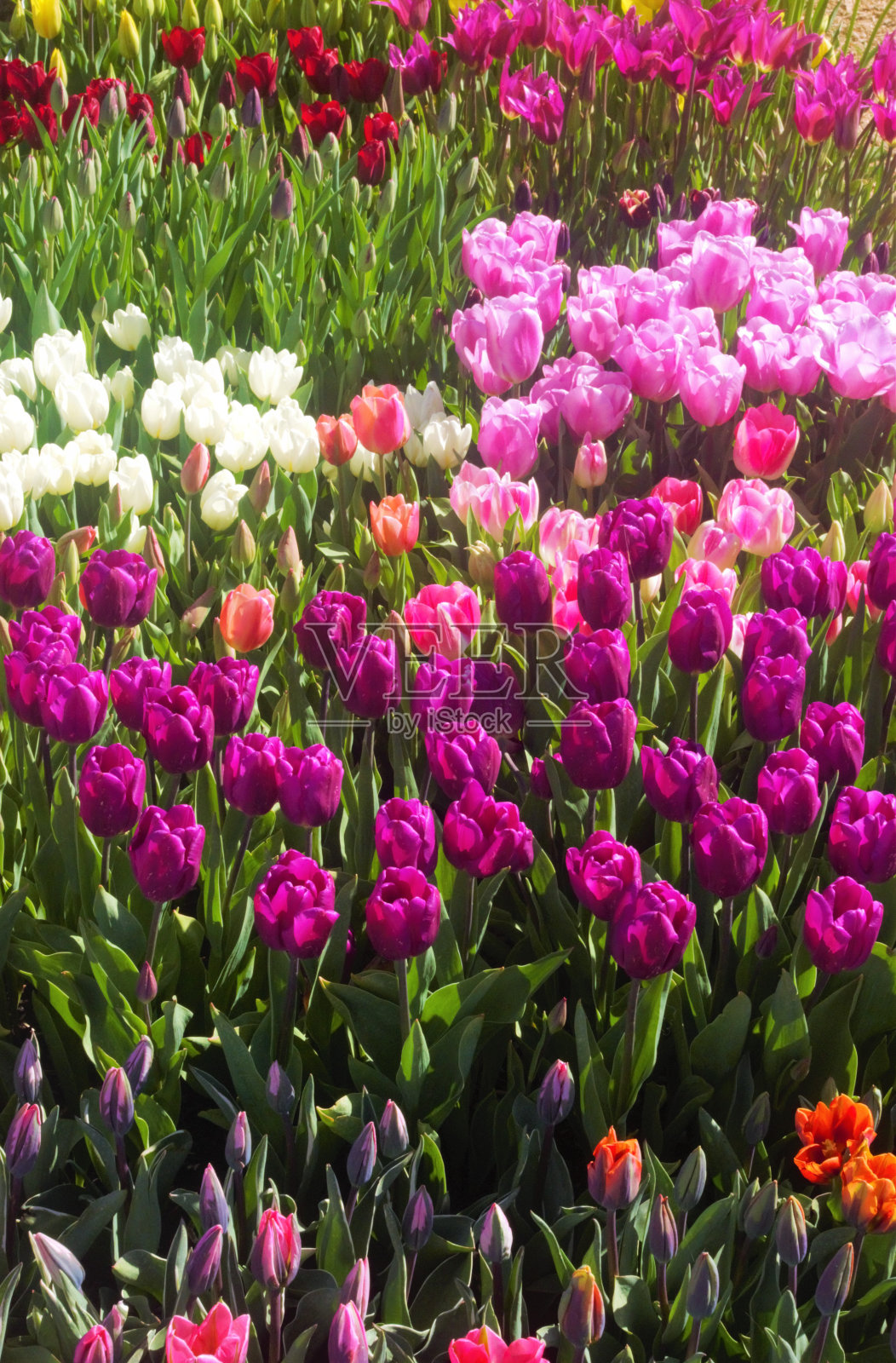 一束束彩色郁金香的侧视图照片摄影图片