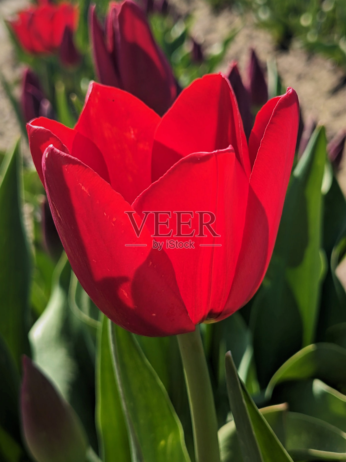 红色郁金香的侧视图照片摄影图片