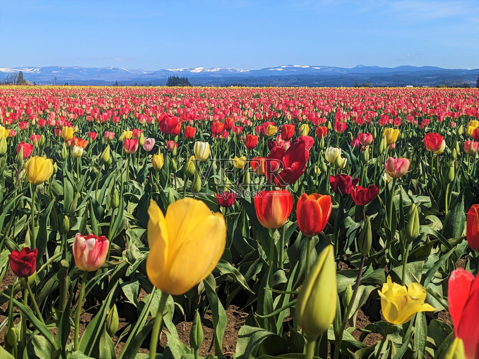 郁金香田，远处群山环绕照片摄影图片