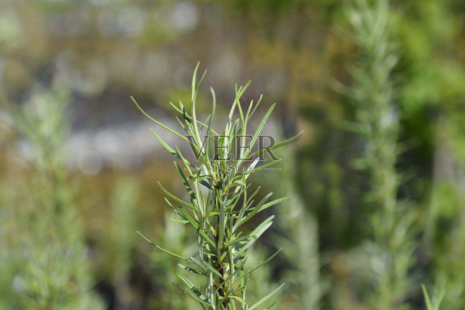 Rosemary-leaved柳树照片摄影图片