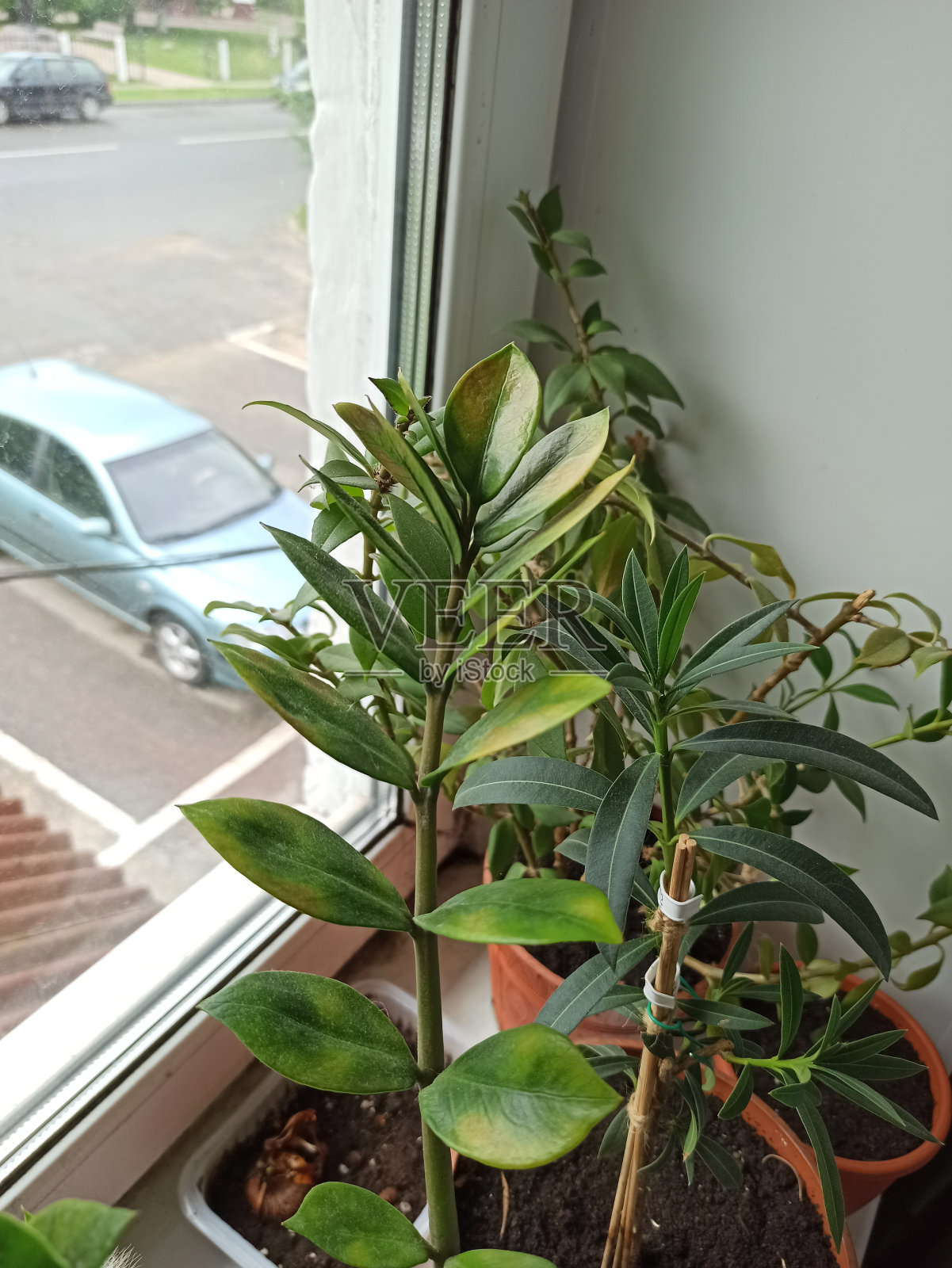 家庭植物的绿叶照片摄影图片