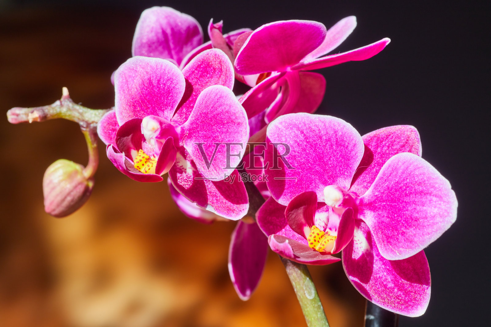 兰花的细节，充满活力的粉红色与温暖的背景照片摄影图片