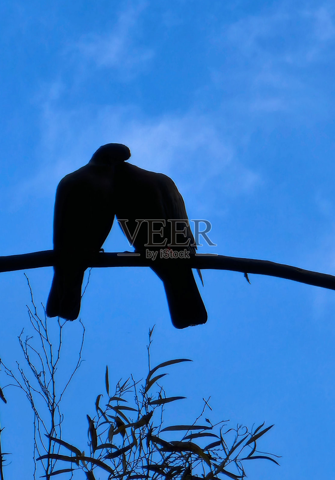 蓝天映衬下，两只鸽子栖息在树枝上。象征着和平与爱。照片摄影图片