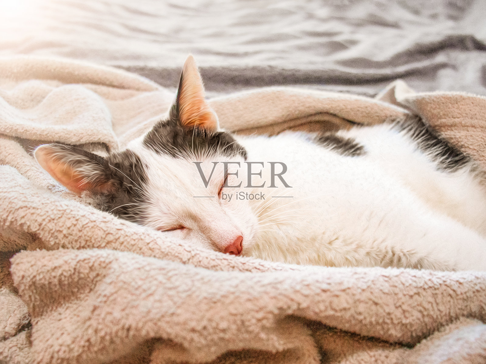 家猫在家里甜甜地睡在毯子上，宠物照片摄影图片