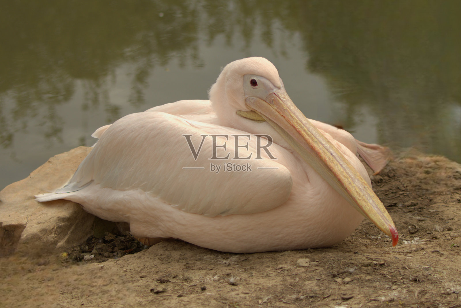 一只大白鹈鹕停在一个小水池旁。照片摄影图片