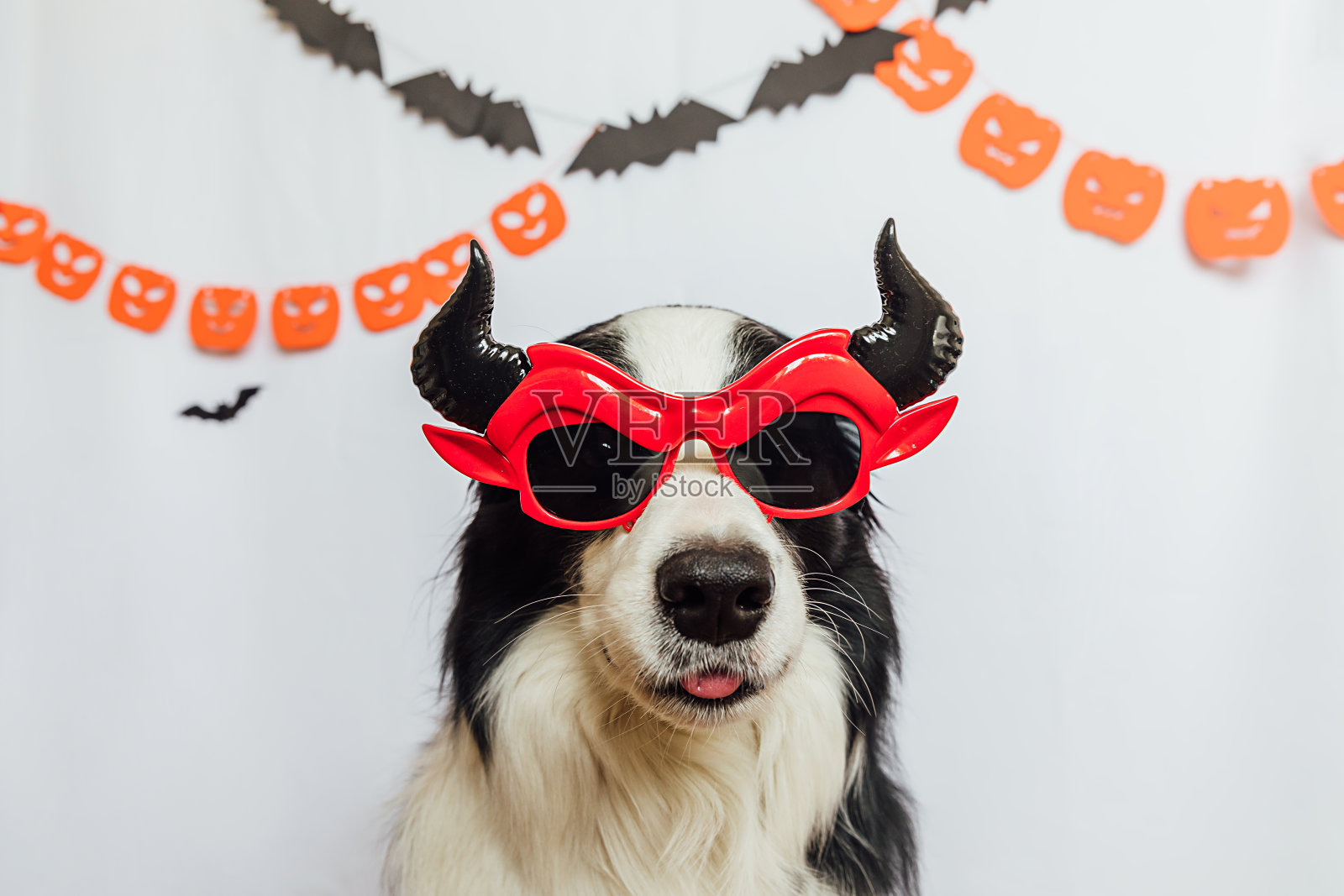不给糖就捣蛋的概念。有趣的小狗边境牧羊犬穿着万圣节愚蠢的撒旦魔鬼眼镜服装白色背景与万圣节花环装饰。为万圣节派对做准备。照片摄影图片