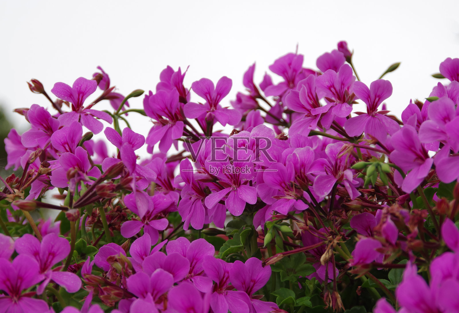 粉红花篱照片摄影图片